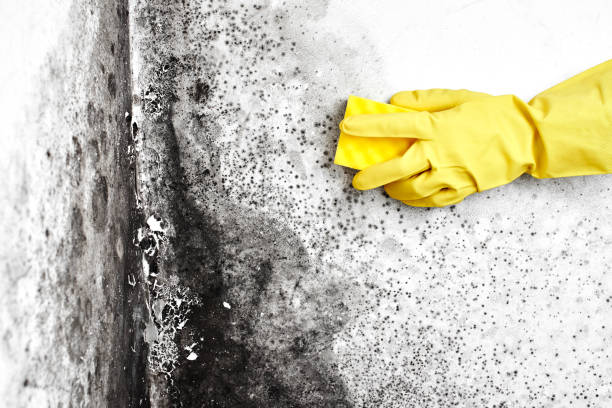 Best Emergency Mold Removal  in Penhook, VA