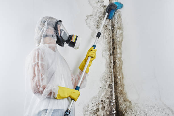 Best Black Mold Removal  in Penhook, VA