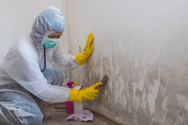 Best Mold Remediation  in Penhook, VA