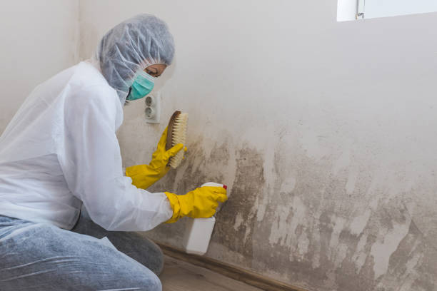 Best Mold Remediation  in Penhook, VA