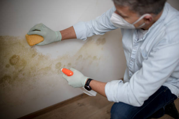 Best Local Mold Removal Service  in Penhook, VA