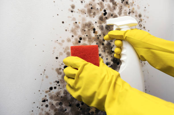 Home Mold Removal in Penhook, VA