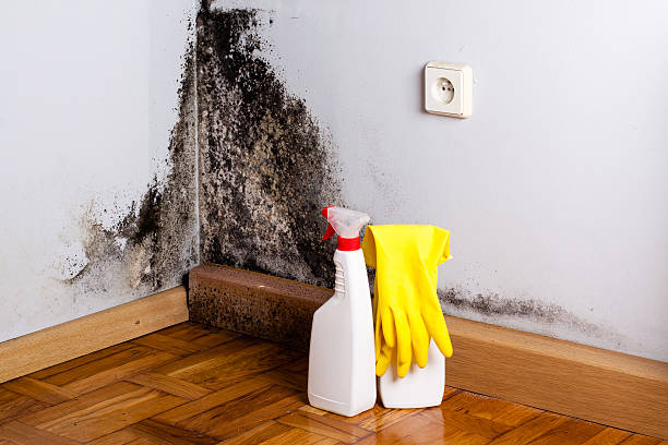 Best Mold Removal Company Near Me  in Penhook, VA