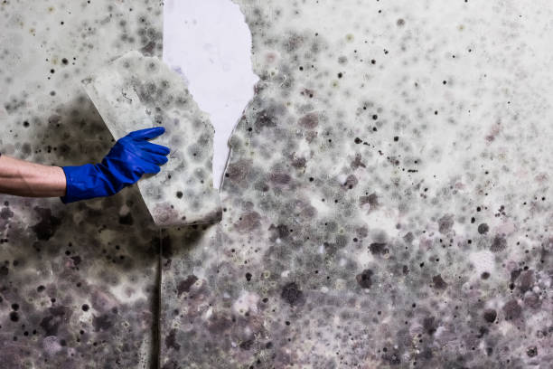 Attic Mold Removal in Penhook, VA