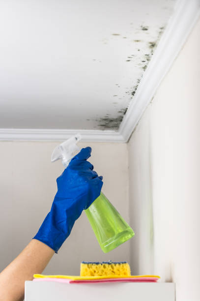 Best Best Mold Removal Companies  in Penhook, VA