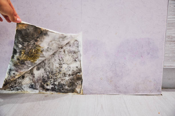 Best Affordable Mold Removal  in Penhook, VA